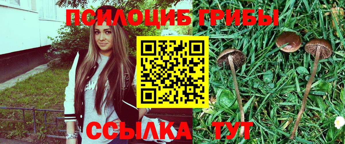 Конаково  Псилоцибиновые грибы Cubensis  Вход с VPN 